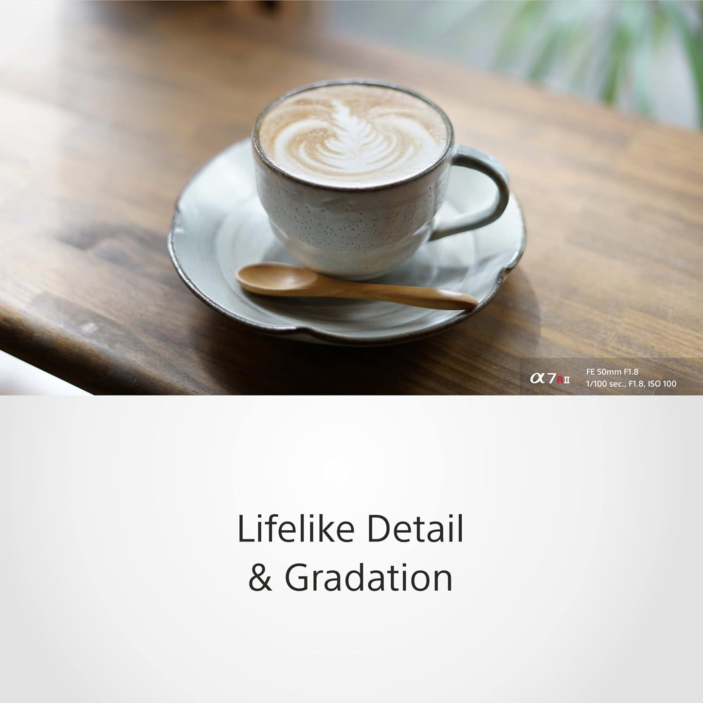 Sony E Mount FE 50mm F1.8 Full-Frame Lens (SEL50F18F) | Standard Prime | for Soft Bokeh